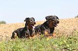 BEAUCERON 136